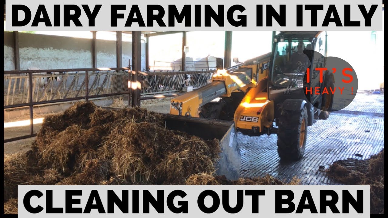 Cleaning Out Calf Barn With Jcb