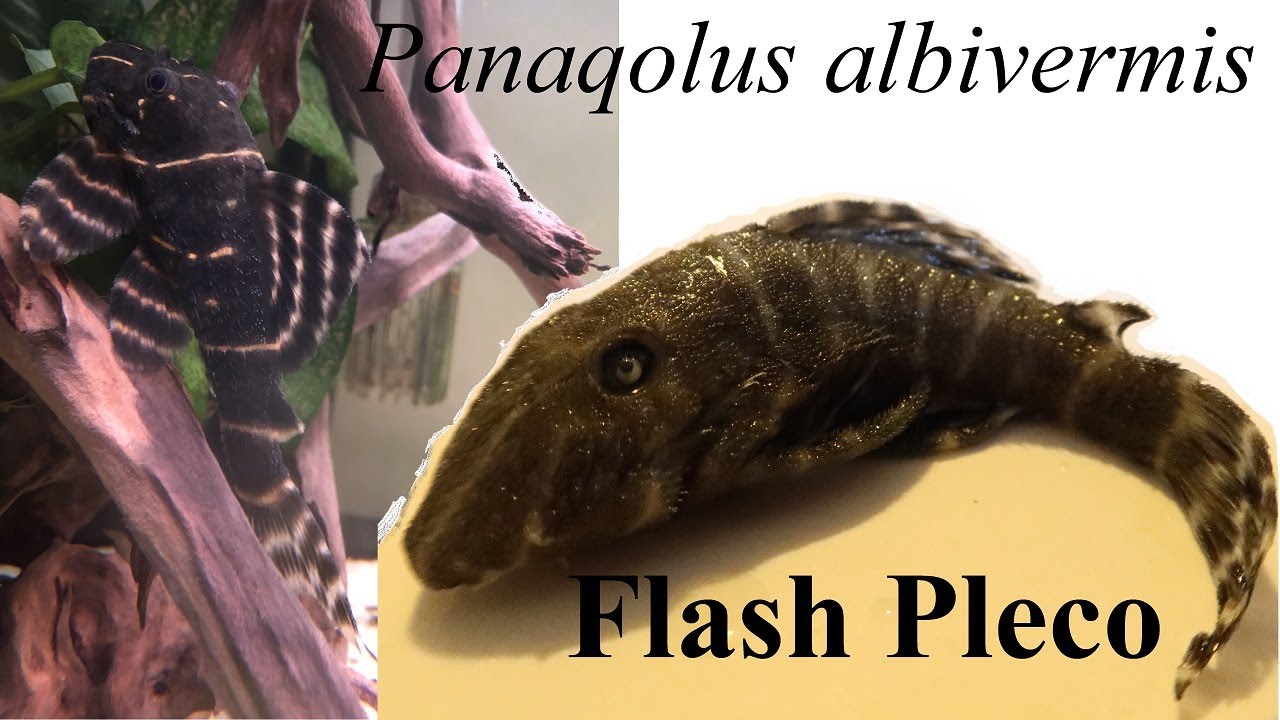 Panaqolus albivermis (Flash Pleco) ~ Aquarium Care Guide