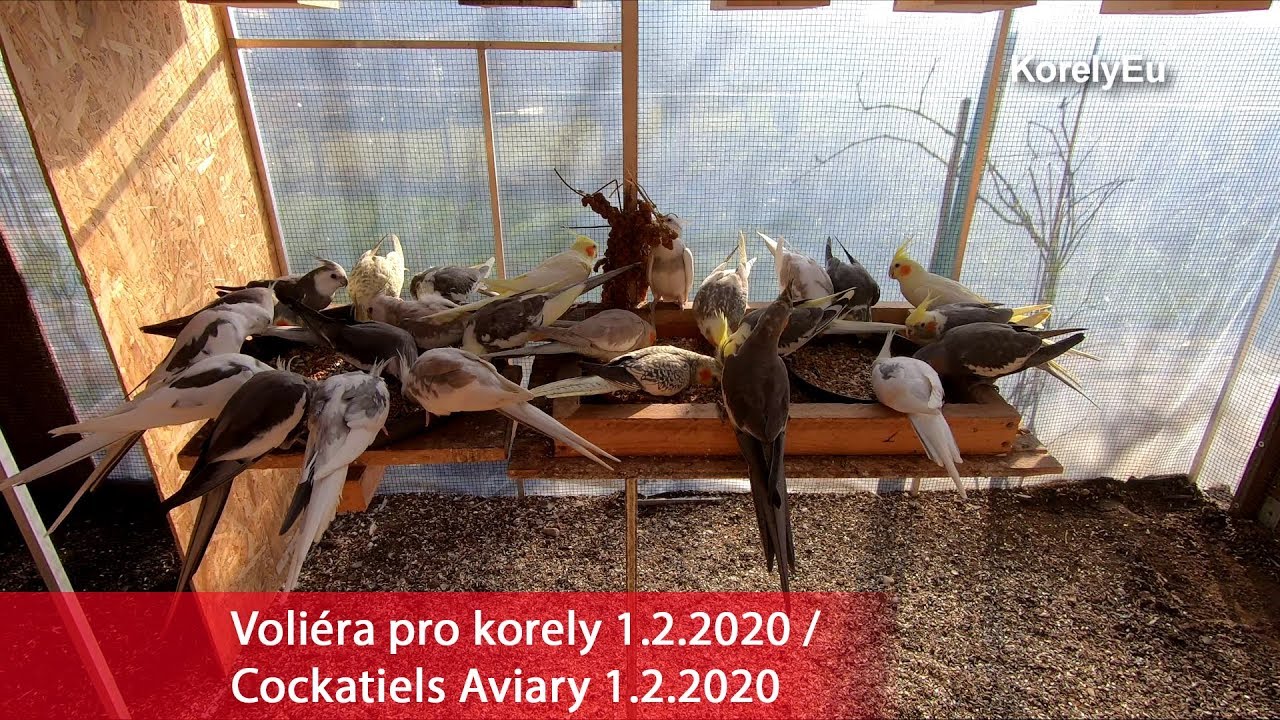 Anketa + korely živě z voli&eacute;ry :)  │KorelyEu