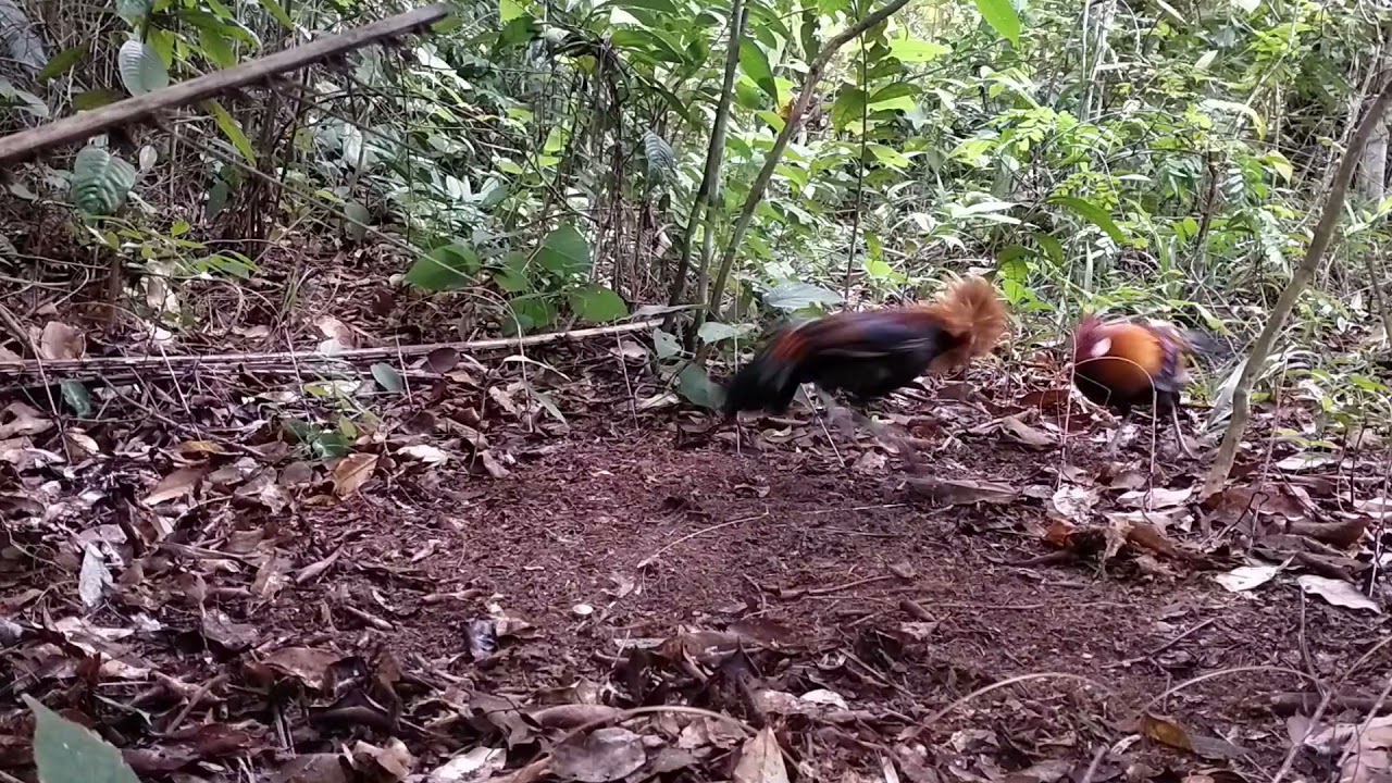 ||pikat ayam hutan.kesalahan pemasangan racik berakibat fatal