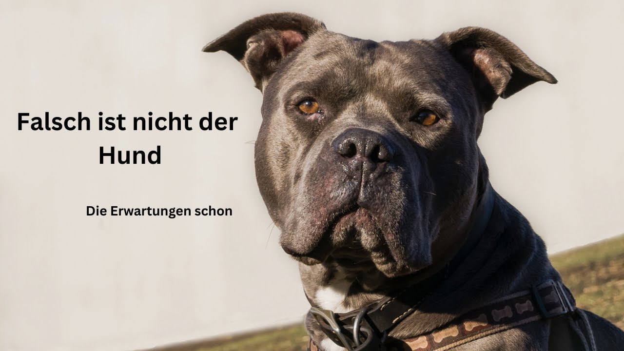 Gefährliche Hunde? Oder gefährliche „Erziehungs“-Widersprüche