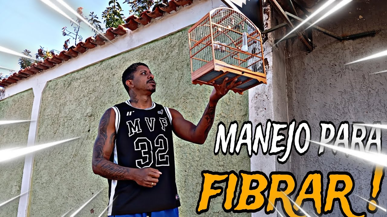 MANEJO PARA DEIXAR SEU COLEIRO E PAPA CAPIM FIBRADO E VALENTE @manotom