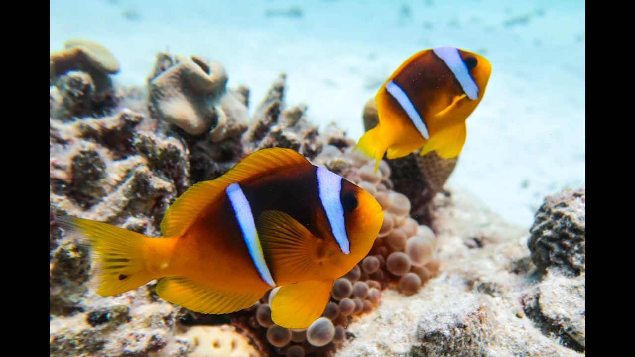 Buceo epico en Hurghada, Egipto