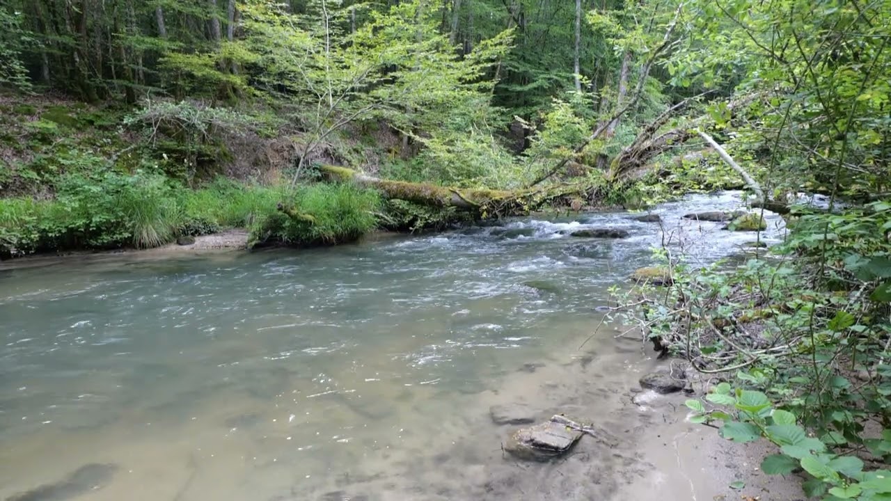 Flowing River in the Woods – Natural White Noise for Relaxation, Meditation, Focus 