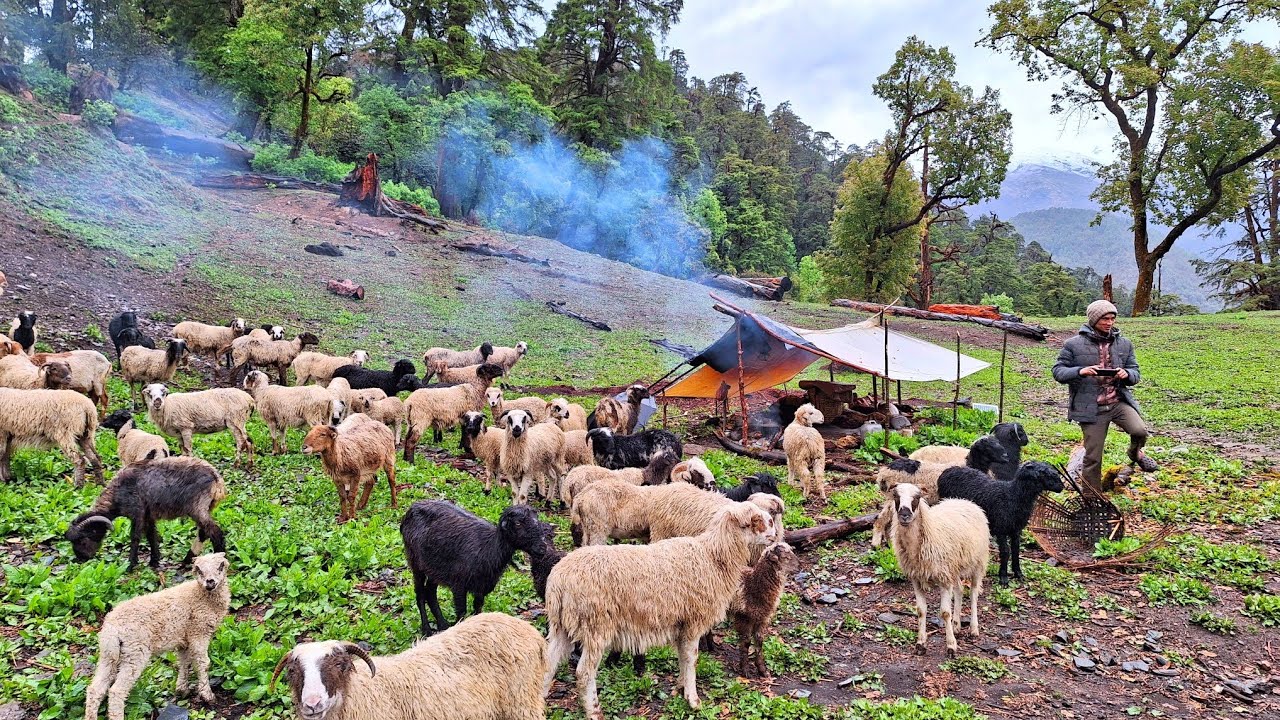 Himalayan Village Life | Sheep Shepherd Life | Organic Shepherd Food | Best Compilation Video |