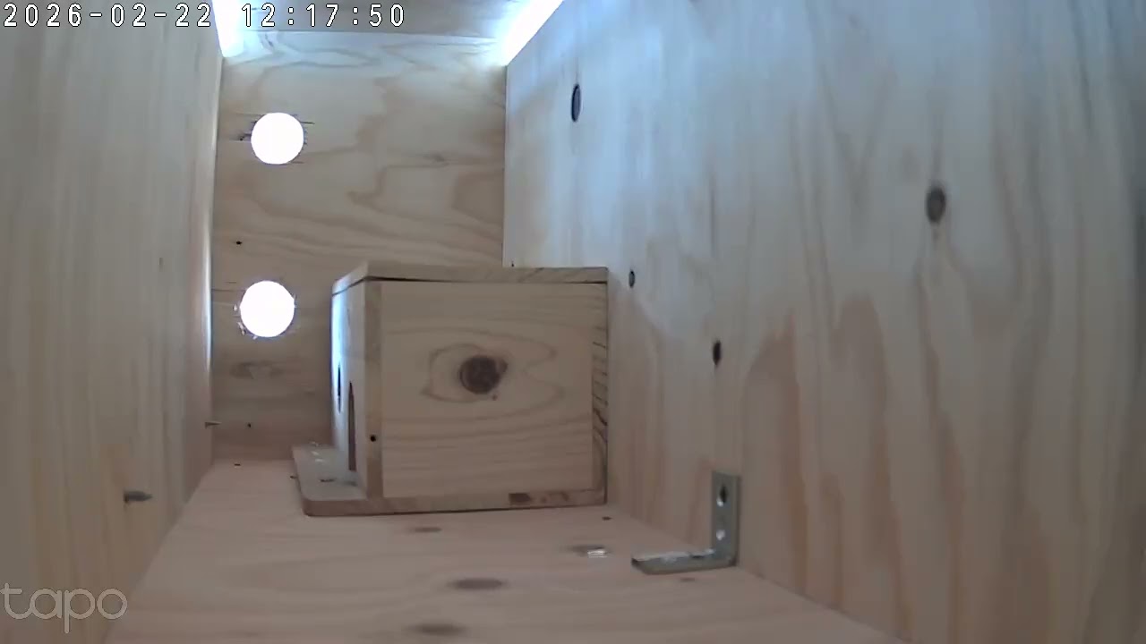 巣箱　in    巣箱　　2日目、訪問来ず。