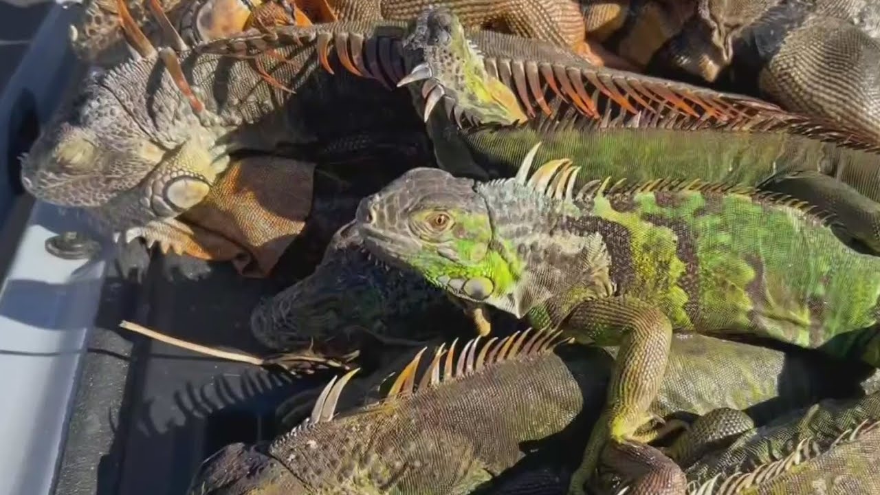 Local trapper captures about 100 cold-stunned iguanas after the invasive species drops from trees