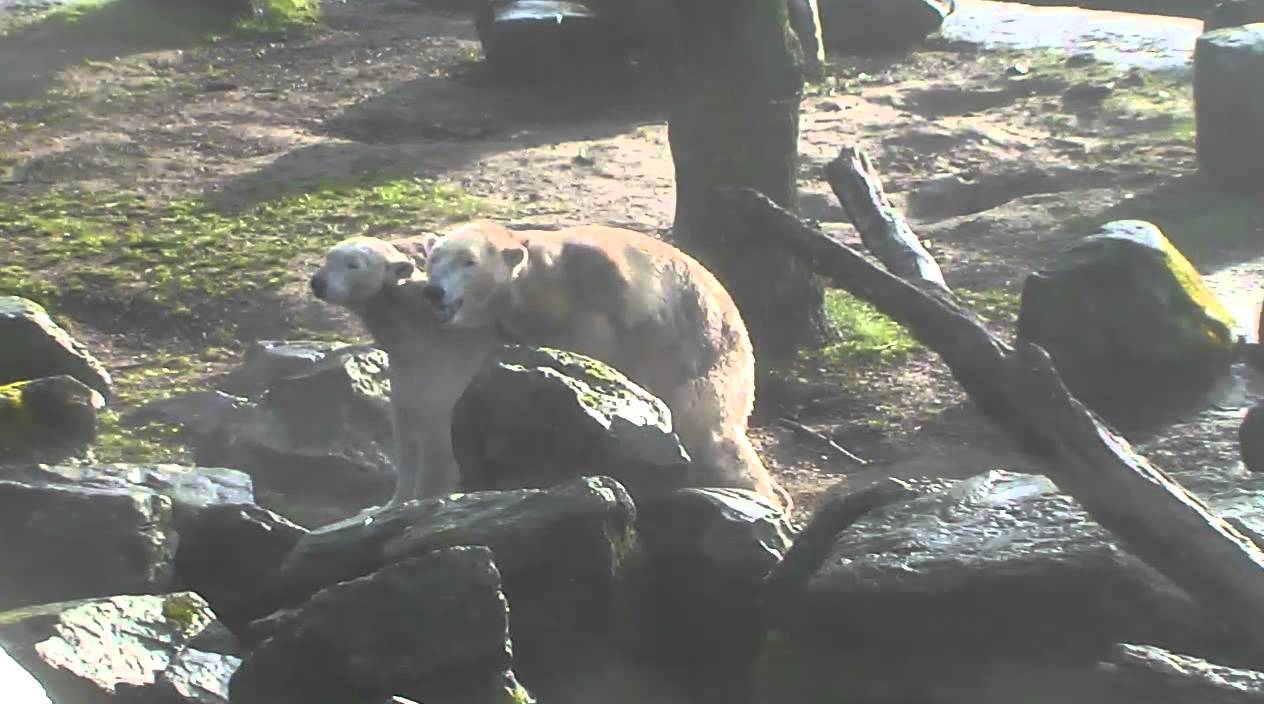Felix and Huggie marathon mating session. Ouwehand 03 March 2016