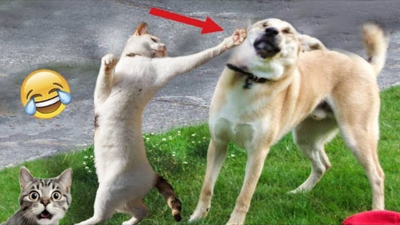 Funny Dog Video Clips 😹🐶 The Funniest Cat & Dog Moments Compilation 😁