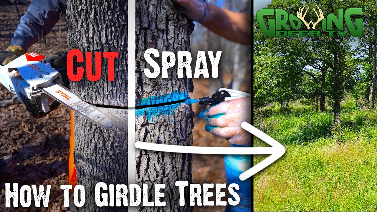 How To Improve Hardwood Timber for Wildlife - Part 2: How to Girdle Trees (804)