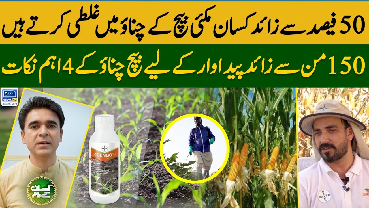 4 Seed selection steps to get 150 mound per acre maize production  | Kissan kay Naam | EP 25