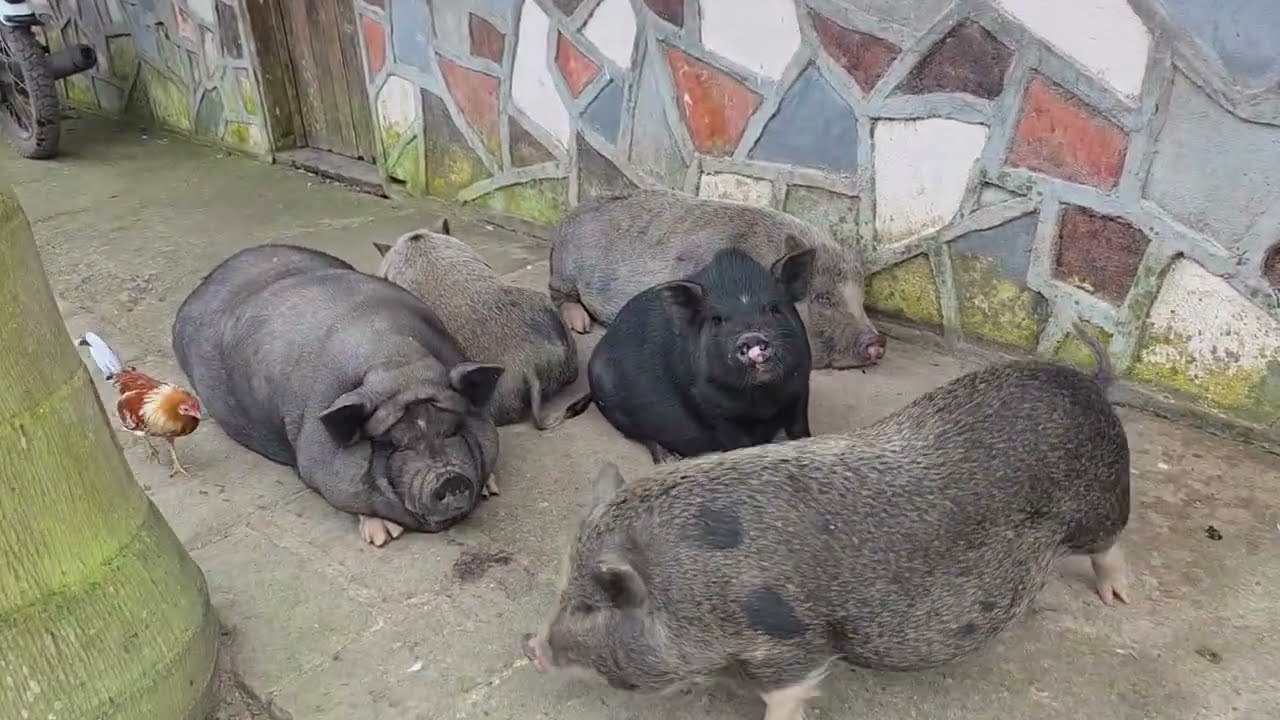 Se cayó un vietnamita en el estanque