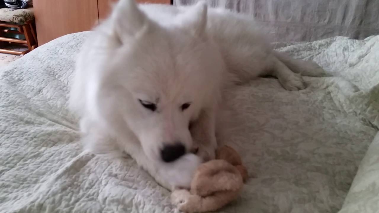 Papjautas pliu&scaron;kis