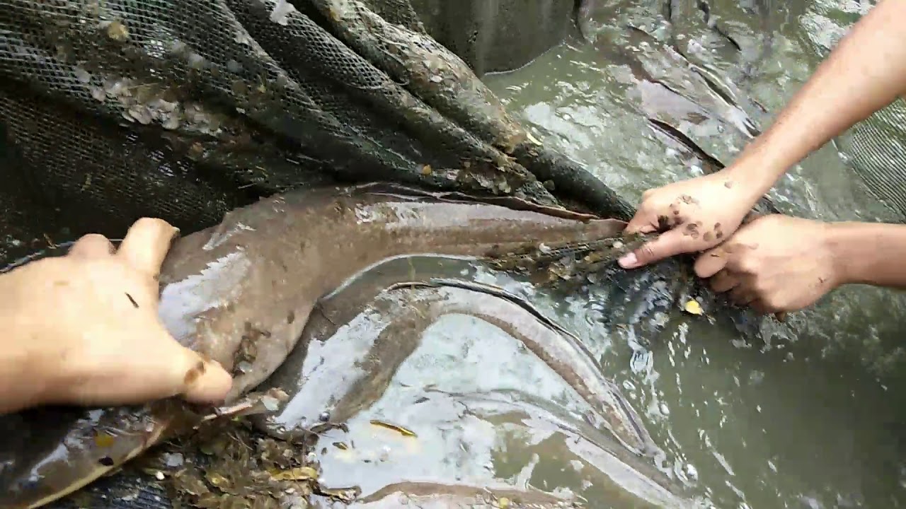 Pag-aalaga ng Hito || Checking Catfish Breeder Condition
