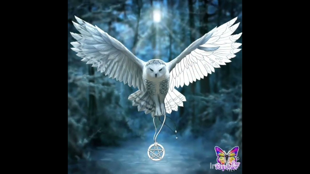 The Owl Art