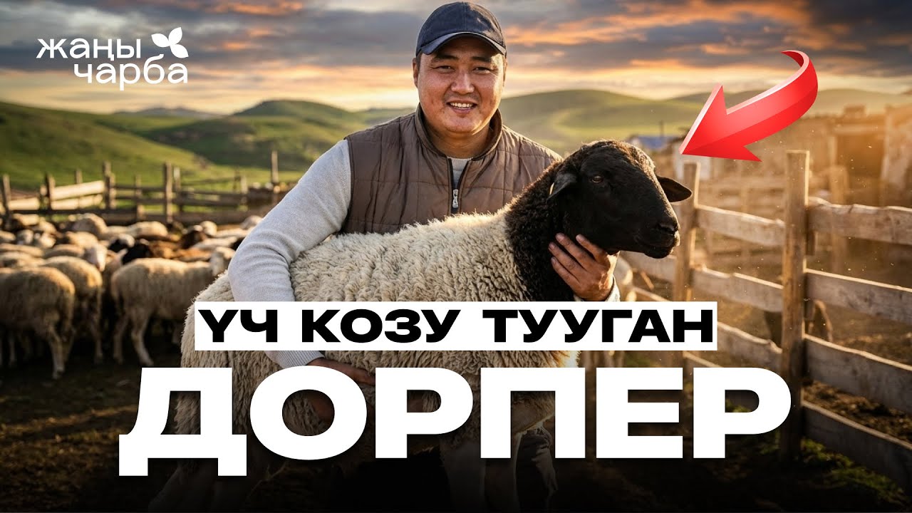 МАЛДЫН МЫКТЫСЫ ДОРПЕР | Жаңы Чарба 