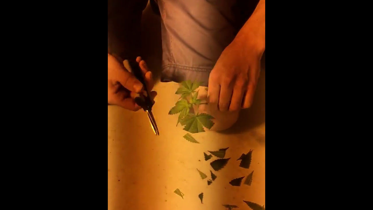 Jiffy pellets/Root Riot cubes. How to cut cannabis clones. Video 1/2.
