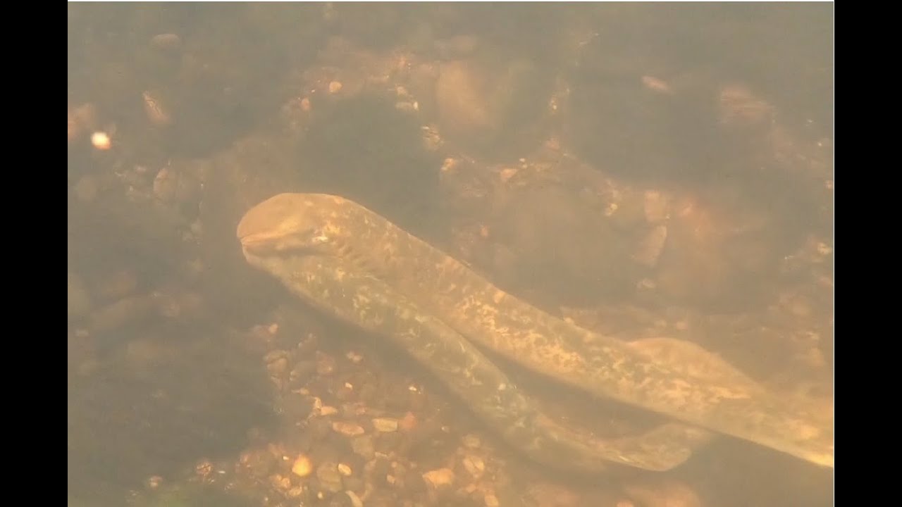 Expérimentation de translocation de lamproies marines sur l'amont de la Dordogne en 2024