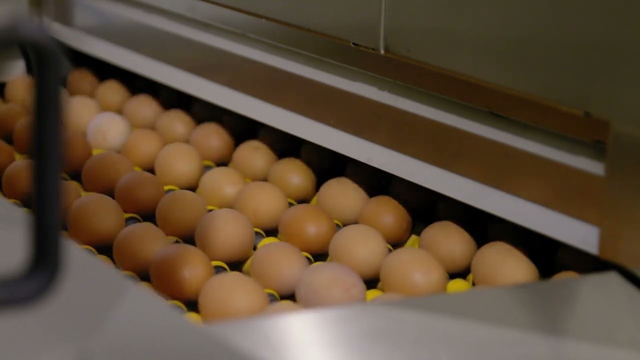 Eierhandel de Vloo
