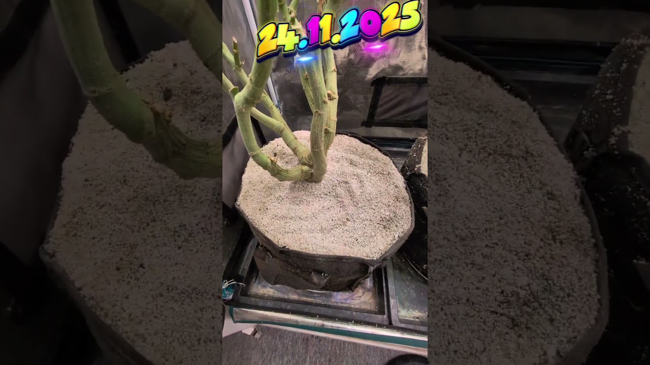 How to Water Coco Coir Correctly &mdash; Full Flood Method (20&ndash;25% Runoff)
