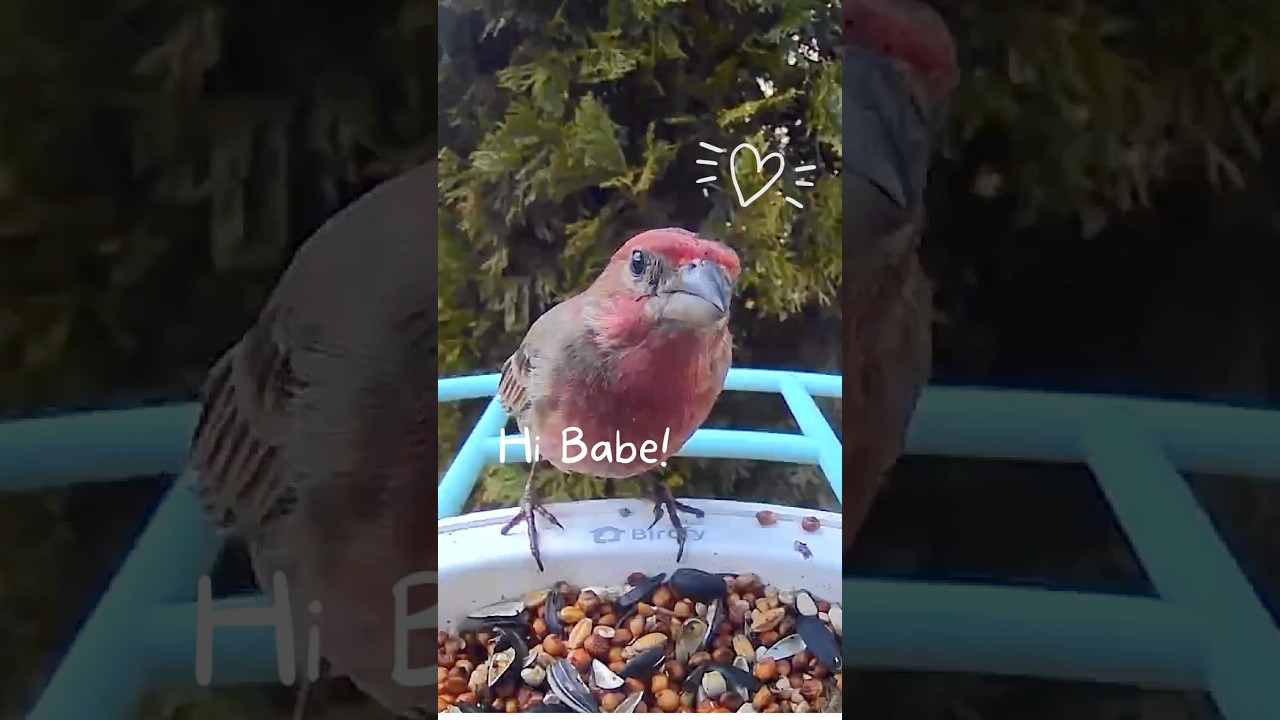 Bird Feeder Cam: Friendly and Not So Friendly Birds! House Finch and Sparrow Have A Moment!