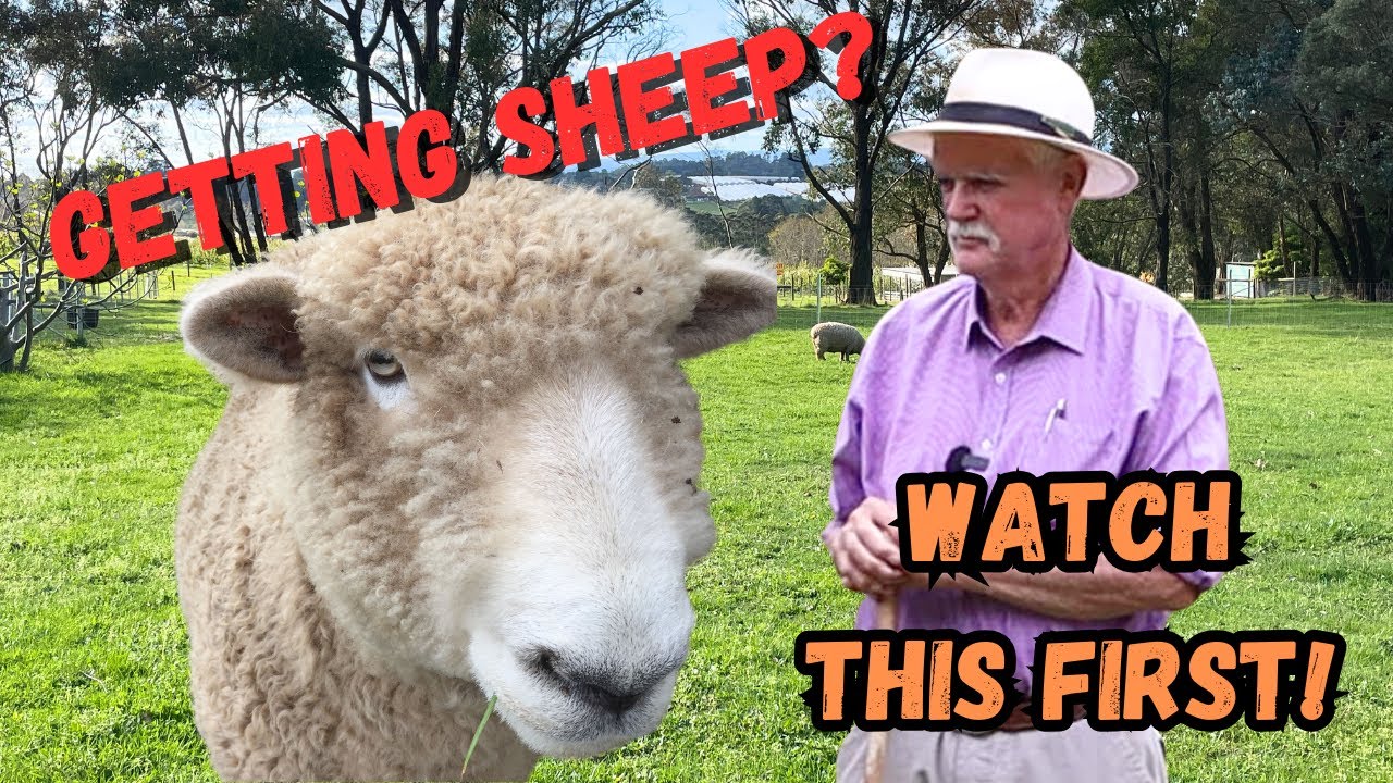 Getting Sheep For Your Hobby Farm? Watch First!