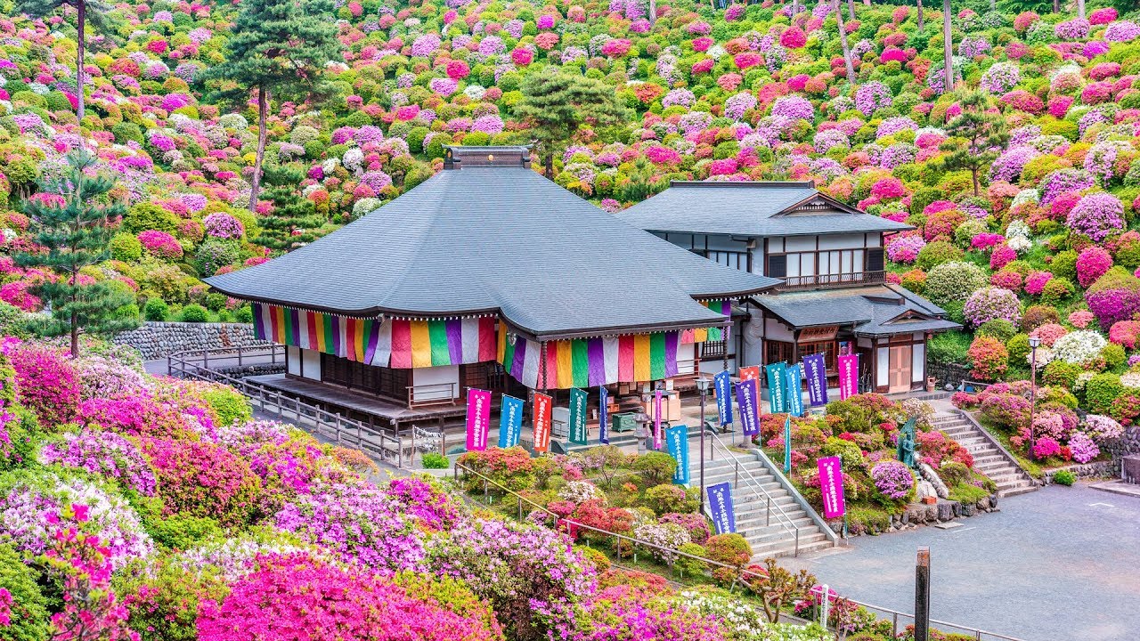 [4K] 塩船観音寺のツツジ - Azelea garden in Shiofune Kannon Temple - (shot on  Samsung NX1)