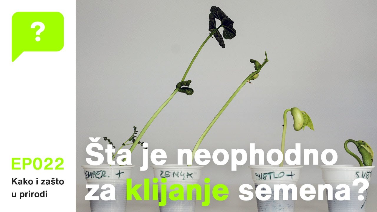 Neophodni uslovi za klijanje biljaka (eksperiment)