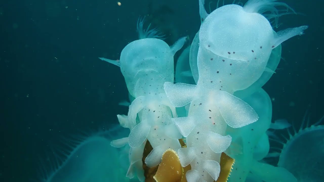 San Carlos Beach Scuba Diving | Camera Test no. 1