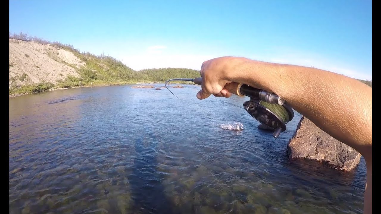 Strong grayling / Voimakas harjus