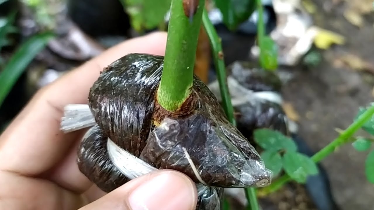 Rose Air Layering With Few Weeks Result