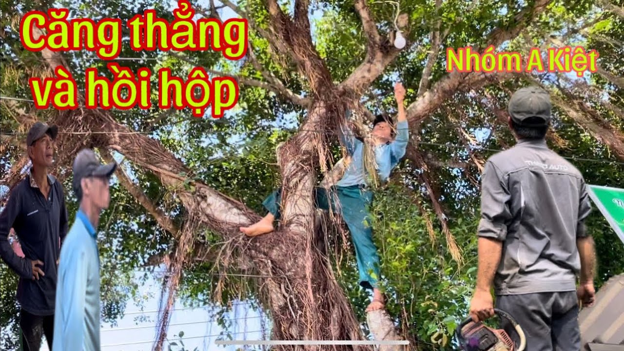 Nhóm A Kiệt cưa Cây Xanh siêu to nằm ngoài đường lộ  có nhiều xe chạy cực kỳ nguy hiểm