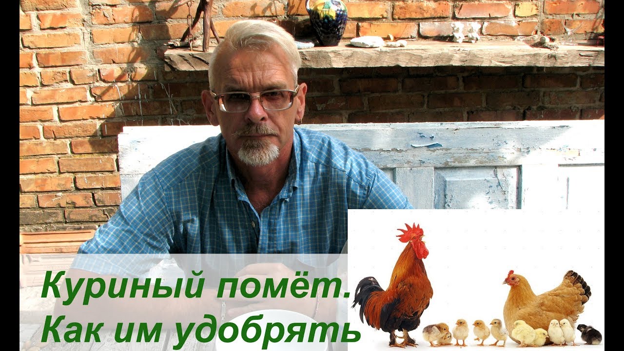 Куриный помёт.  Как им удобрять 🦆🐓🐔