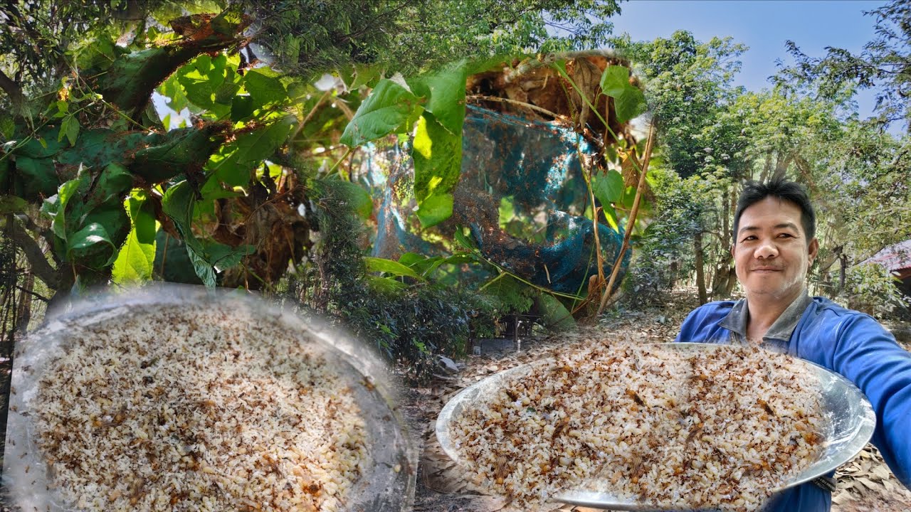 ป๊าดๆมดแดงมีแต่ลังใหญ่ๆครับหมานสุดยอดจริงๆเลยครับไข่มดแดง/21/ก.พ/69