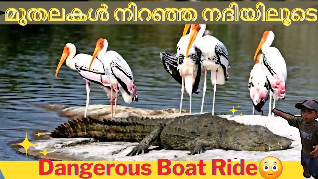മുതലകൾ നിറഞ്ഞ നദിയിലൂടെ ബോട്ട് യാത്ര 😱 | Ranganathittu Bird Sanctuary Mysore | Dangerous Boat Ride