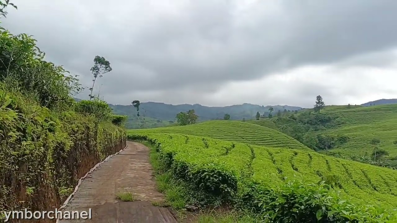 Peaceful Green Tea Plantation 🌿 | Relaxing Nature & Healing Scenery