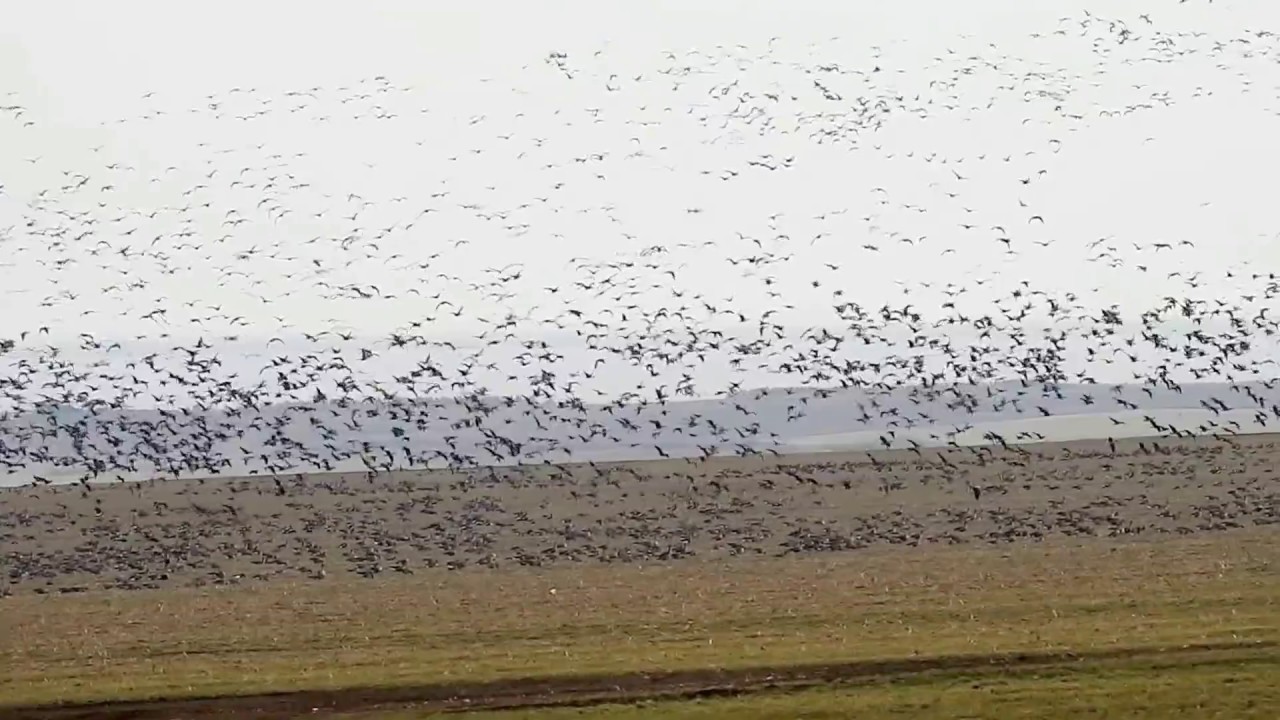 Greater White-fronted geese Anser albifrons and Red-breasted geese Branta ruficollis