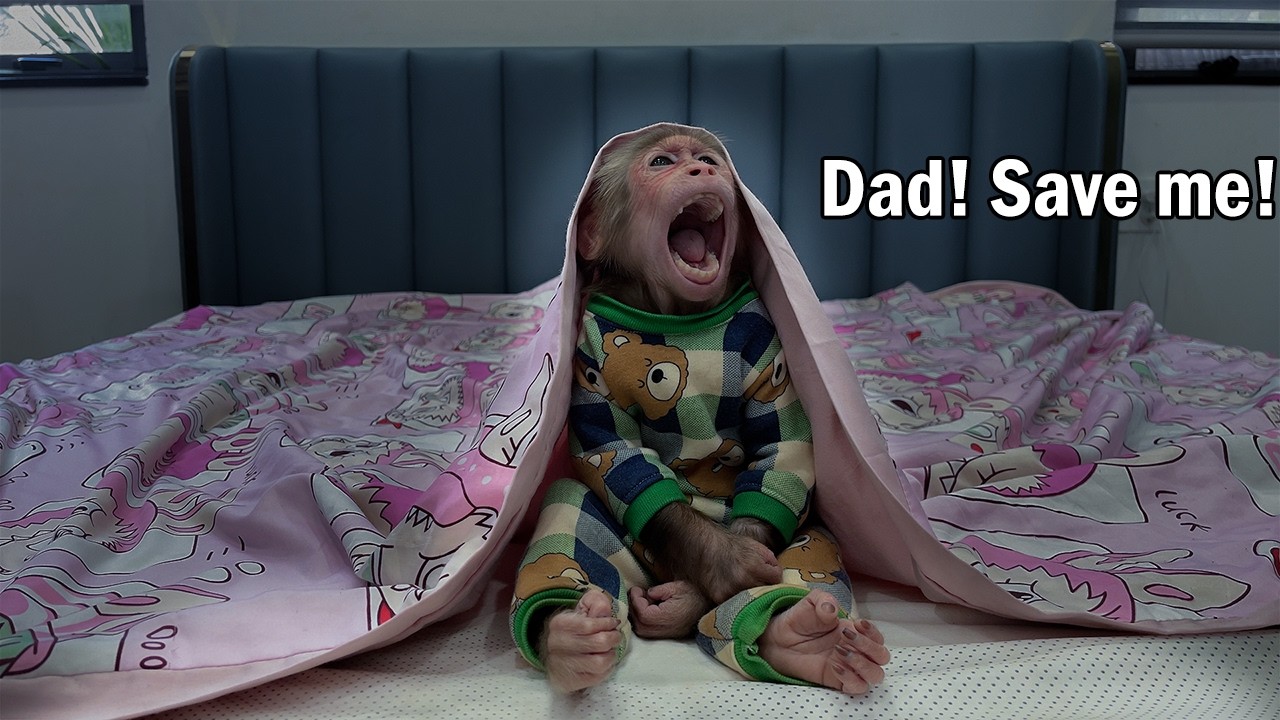 Cubis monkey is anxious when left home alone in the middle of the night!