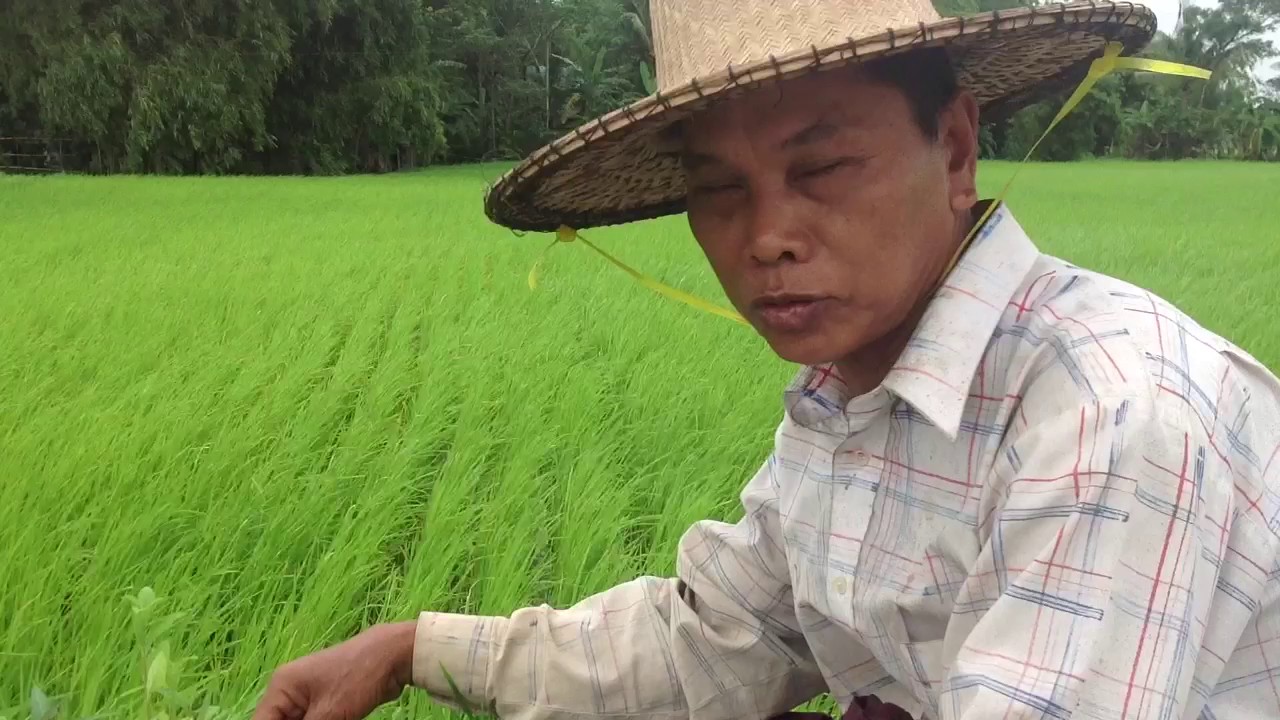 မ်ဳိးေစ့ခ်ကိရိယာျဖင့္ စိုက္ပ်ဳီးျခင္း