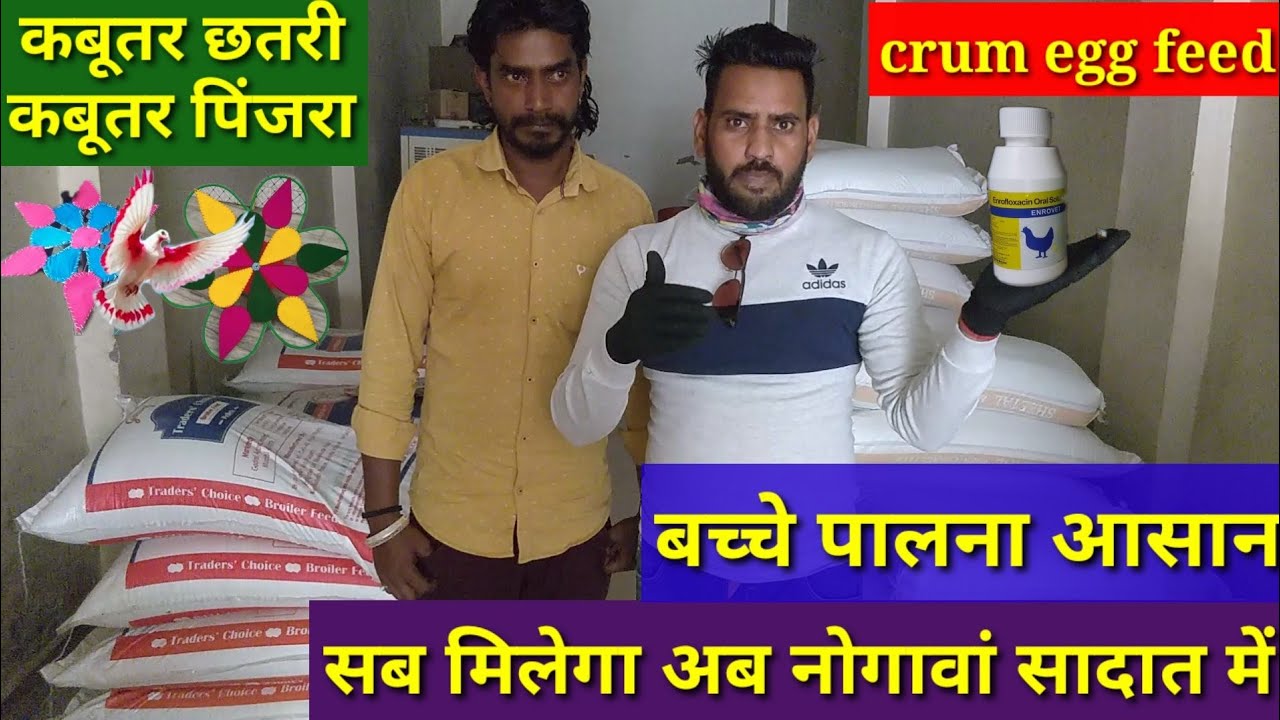 Nogawan Sadat nai Basti kabutar ki feed/Chatri/Pinjra/egg formula/crum Egg Feed.