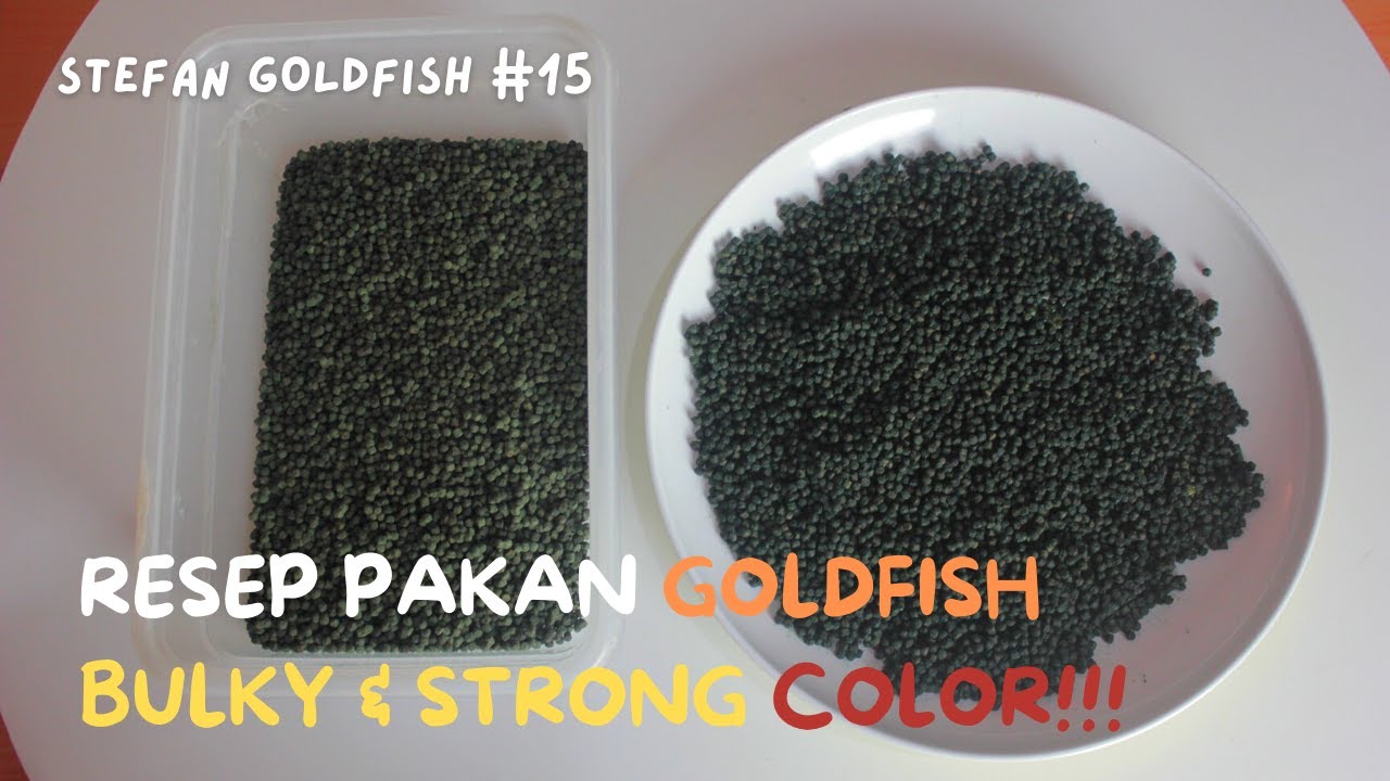 RESEP PAKAN GOLDFISH BULKY AND STRONG COLOR !!! TIDAK BIKIN MUTASI WARNA !! #peletgoldfish #goldfish