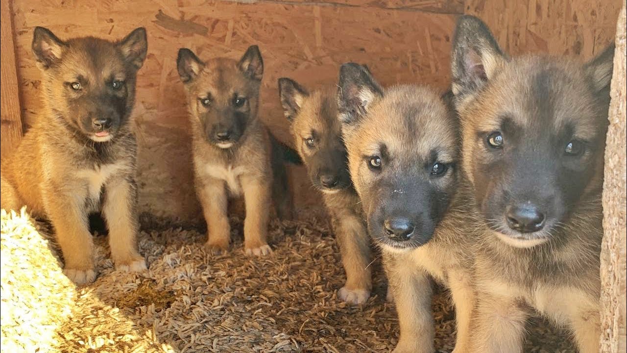 Stray Puppy’s Desperate Dream Came True