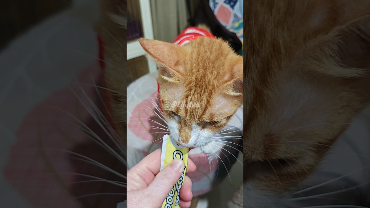 Norris and Leon&rsquo;s health update after two weeks of FIP treatment #fip #adoptstrays #catrescue #cat
