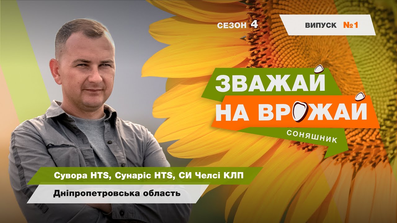 #Зважай_на_врожай. Збір урожаю соняшнику Сувора, Сунаріс, СИ Челсі КЛП. Дніпропетровська обл.🌻