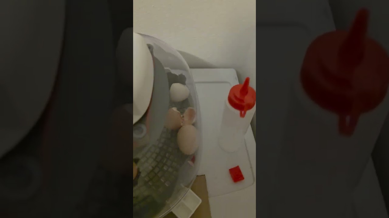 Day 21 Hatch day 🤗🤗🥚🐣🐥🐤