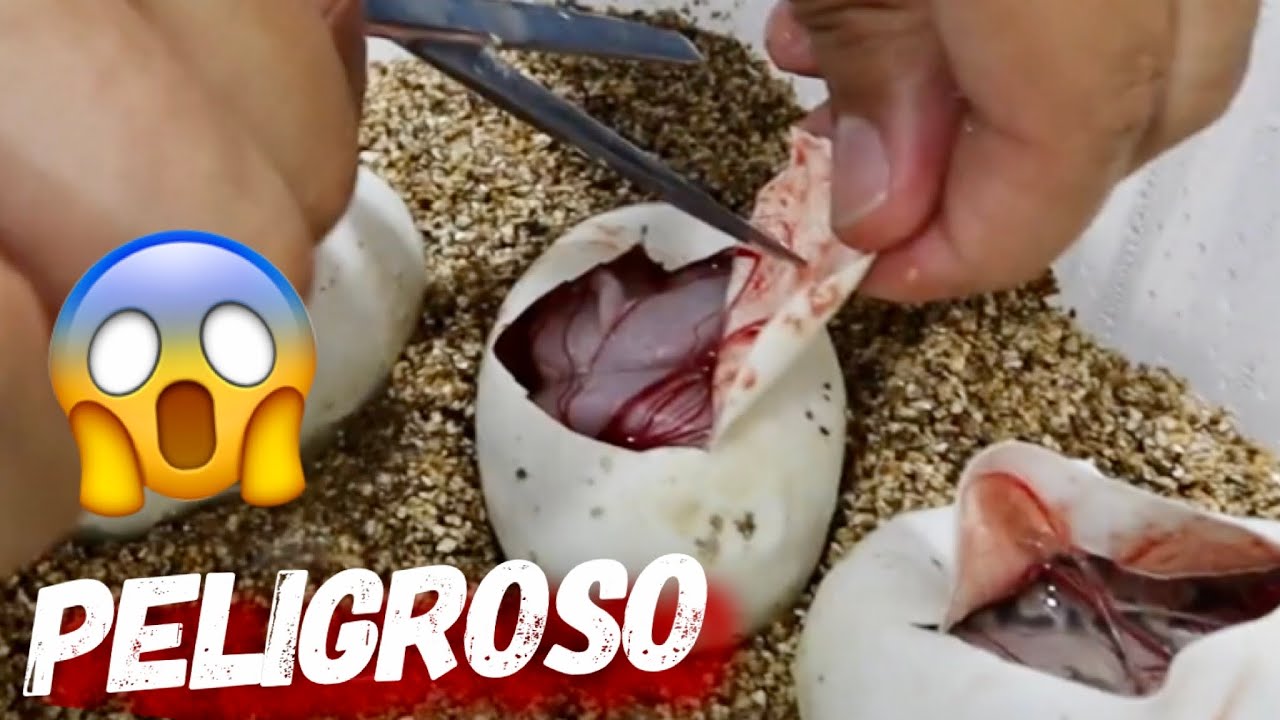 Mostrándole A Mi Amigo Cómo Romper Huevos De Serpiente!!