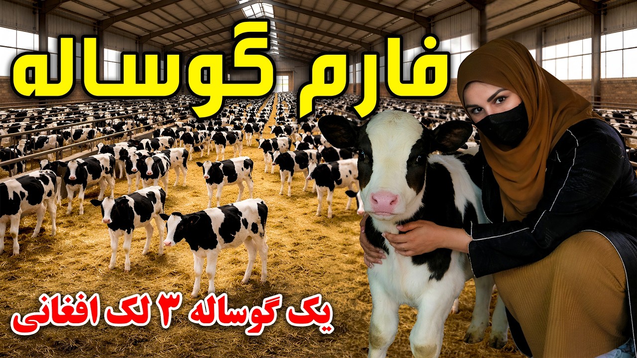 Calf Farm in Freshta Azimi Report / فارم گوساله در گزارش فرشته عظیمی