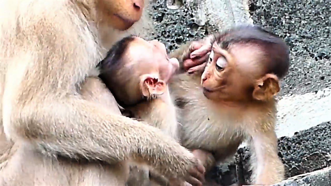Best Mother Monkey Berry Donates Her Huge Hurt To Help Beloved Baby Moyes