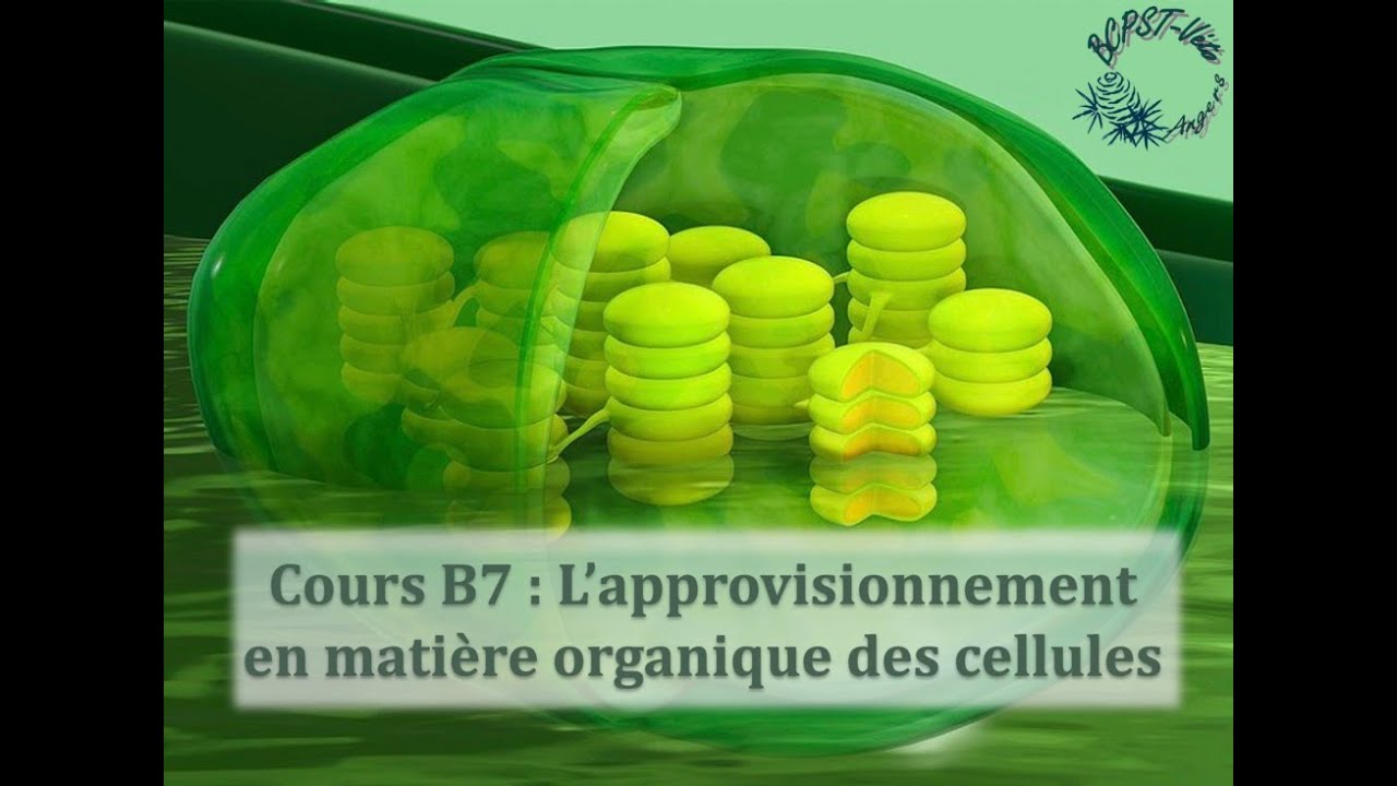 Cours B7 : L'approvisionnement en matière organique des cellules