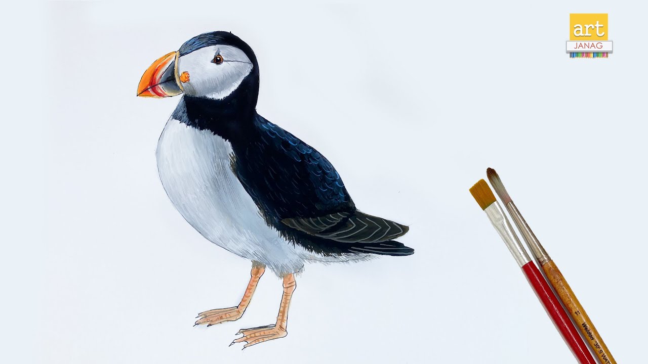 How to draw a Puffin step by step easy II Puffin Drawing II #artjanag